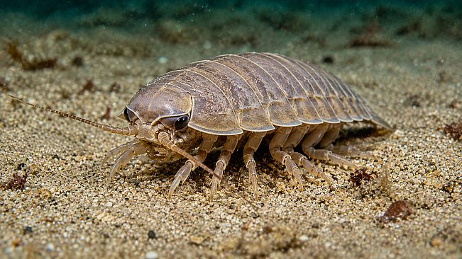 Puzzle Crustaceans