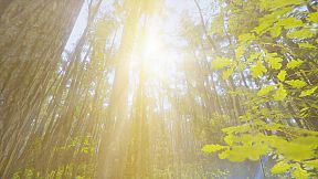 Mindfulness Simulator - ASMR Meditation Game