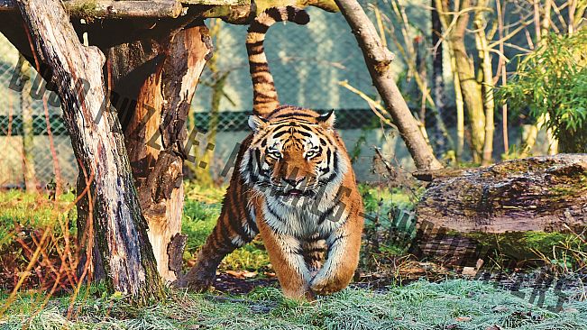 Good puzzle: Animals - Wallpapers