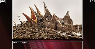 Super Jigsaw Puzzle: Generations - Birds Puzzles