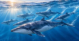 Puzzle Whales