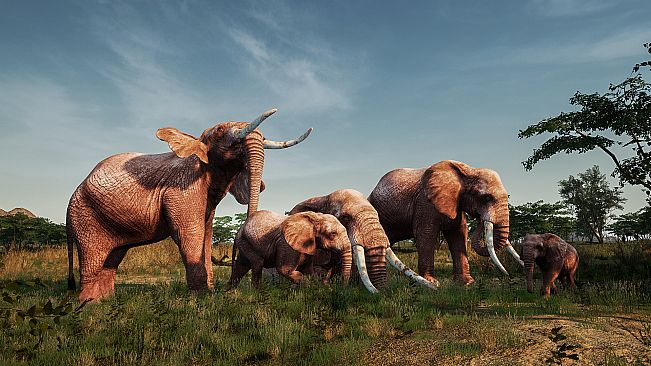 Animalia New African Skins