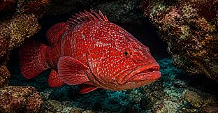 Puzzle Marine Fish