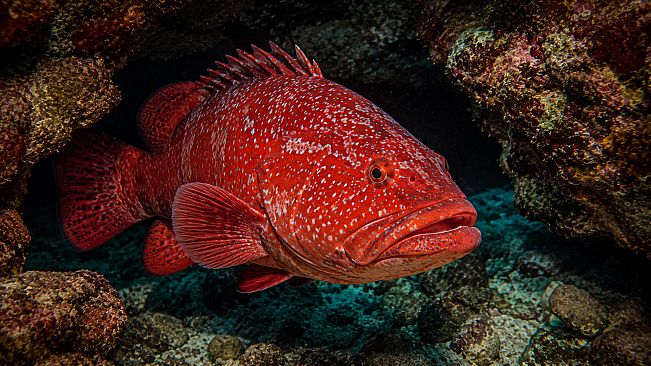 Puzzle Marine Fish