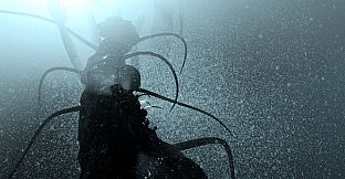 The Shimoda Rift