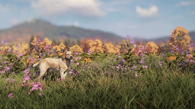 theHunter: Call of the Wild - Labrador Retriever