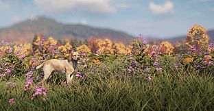 theHunter: Call of the Wild - Labrador Retriever - Windows 10