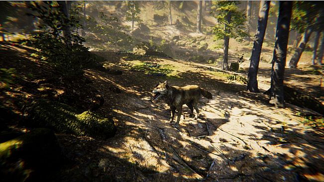 Animal