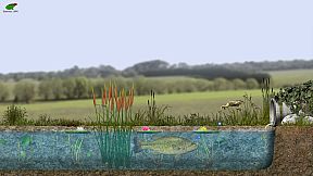 A toad well travelled