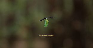 Butterfly Project