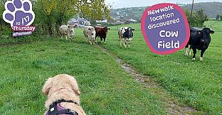 Golden Retriever Simple Life