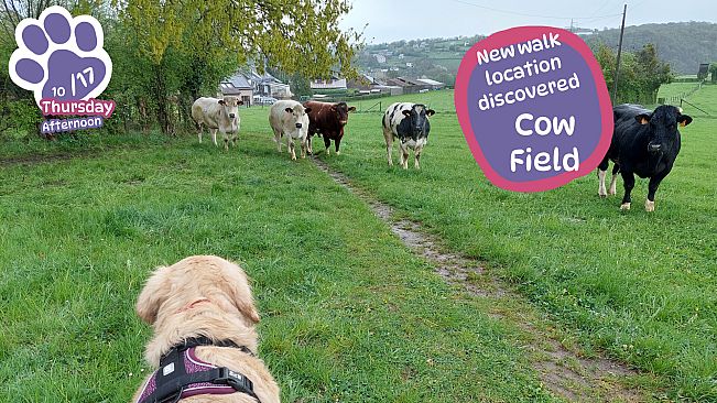 Golden Retriever Simple Life