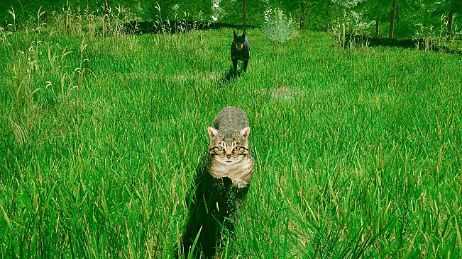 CATS GAME: stray cat, pet kitty, dog simulation adventure