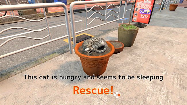 Rescue Over 100 Town Cats