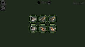 Animals Memory: Birds