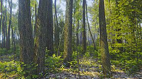 Mindfulness Simulator - ASMR Meditation Game