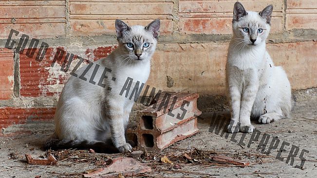 Good puzzle: Animals - Wallpapers