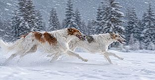 Puzzles: Dog