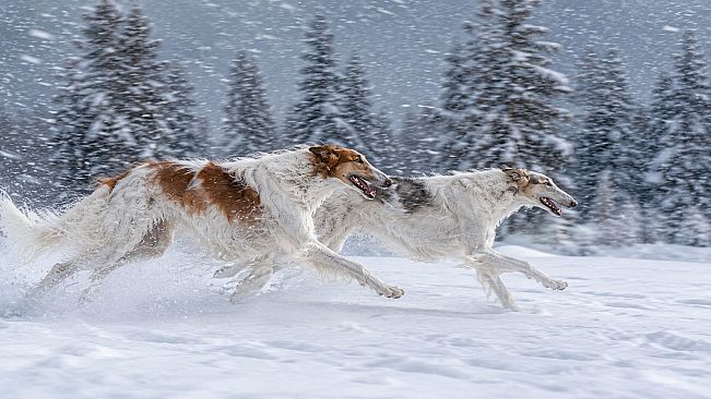 Puzzles: Dog
