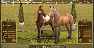 Jumping Horses Champions