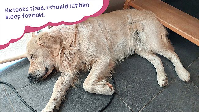 Golden Retriever Simple Life