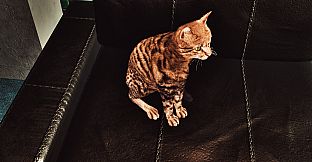Billiard Cat
