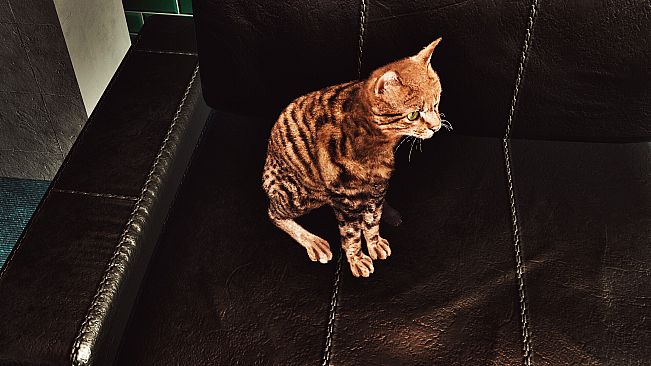 Billiard Cat