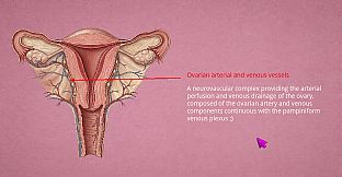 Vagina Sancta