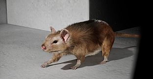 I Keep Reincarnating as a Rat in the Mad Scientist's Maze