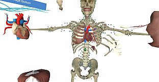 VR Anatomy