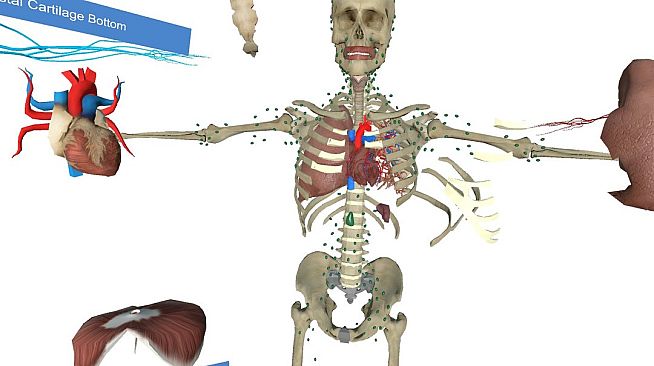 VR Anatomy