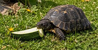 Puzzles Reptiles