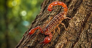 Puzzle Scorpions