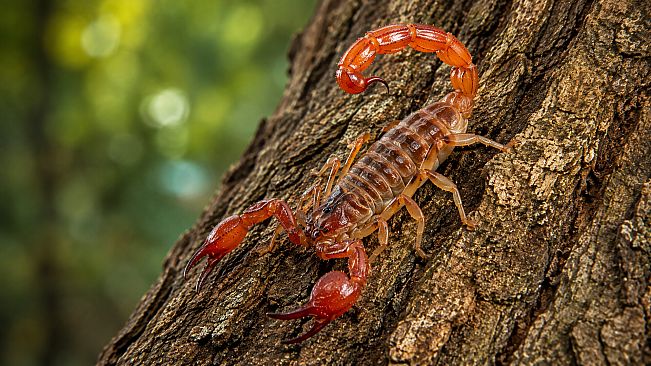 Puzzle Scorpions