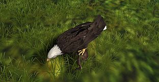 Eagle Hunting Journey