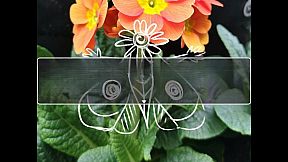 The Day in a Life of a Dayfly