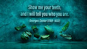 SHADOWBOX: Mausoleum of Natural History