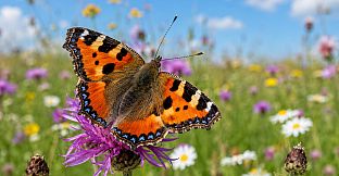 Puzzle Butterflies
