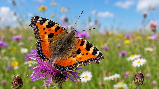 Puzzle Butterflies