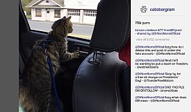 Cat President ~A More Purrfect Union~