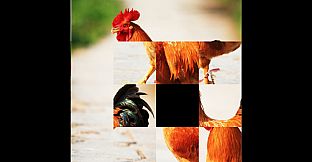 hgmGame-rooster