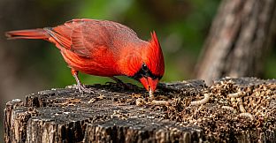Puzzles Birds