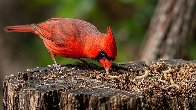 Puzzles Birds
