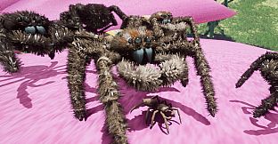 Peacock Jumping Spider - Drunk On Nectar