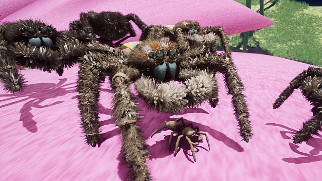 Peacock Jumping Spider - Drunk On Nectar