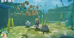 Splash Divers