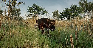 Animalia New African Skins