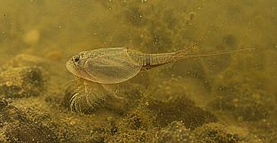 Puzzle Crustaceans