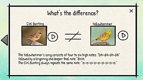 BirdLingo: A birdsong learning game