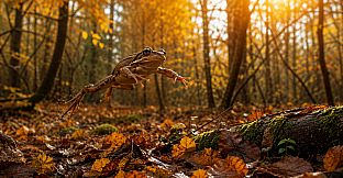 Puzzles Frogs